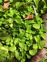 Creeping Charlie