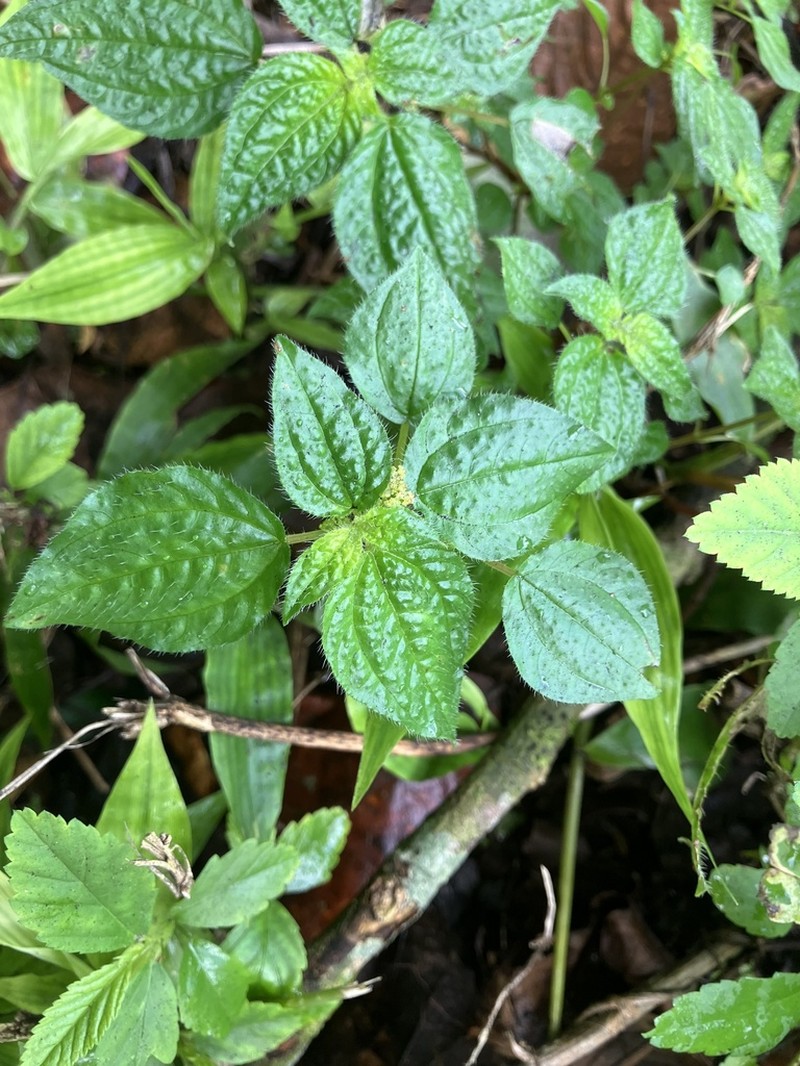 Verdolaguilla