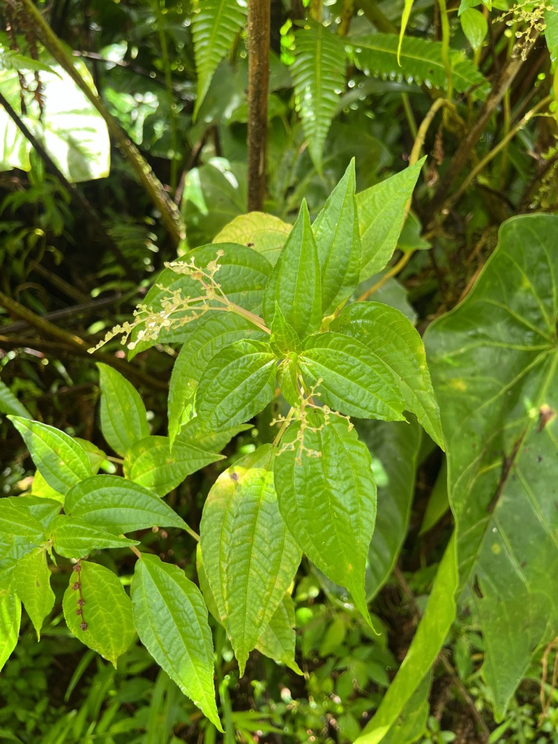 Verdolaguilla photo 6