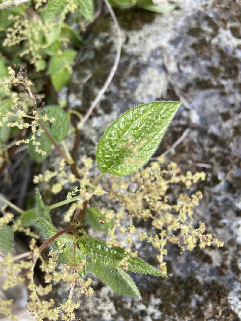 Verdolaguilla photo 8
