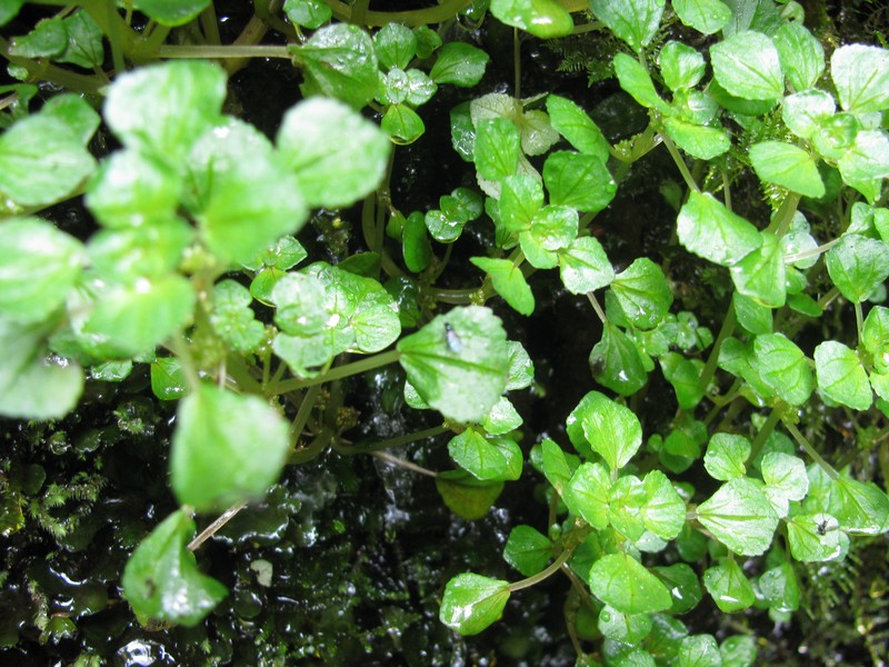 Pacific Island Clearweed photo 5