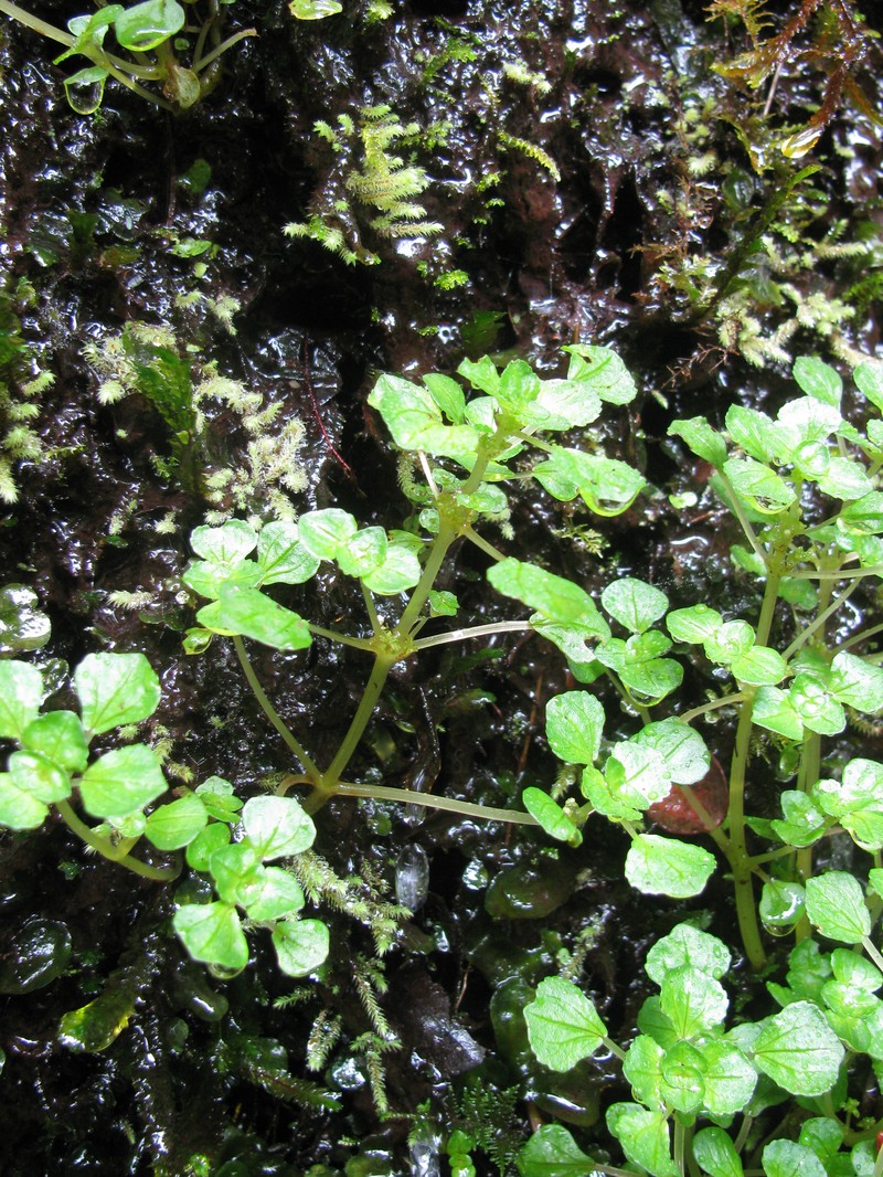 Pacific Island Clearweed photo 6