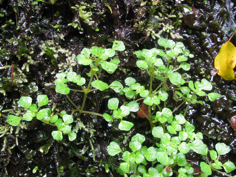 Pacific Island Clearweed