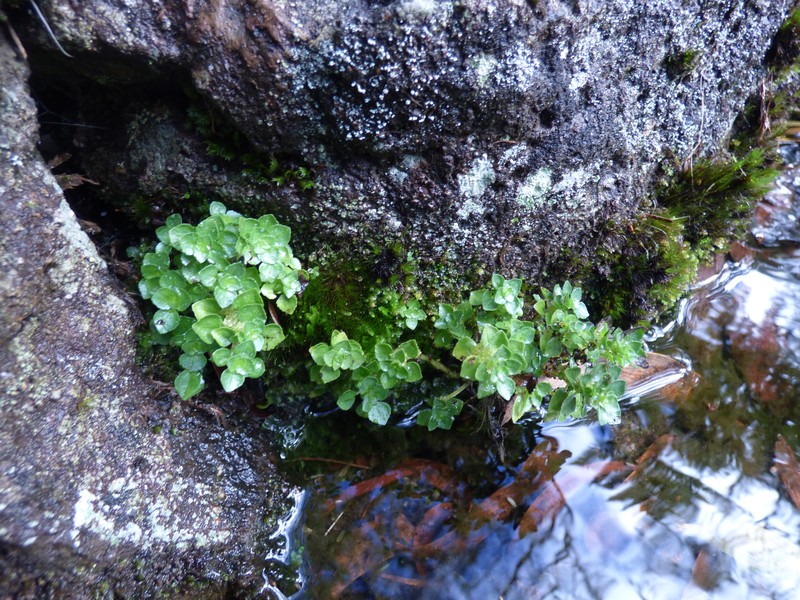 Pacific Island Clearweed photo 2