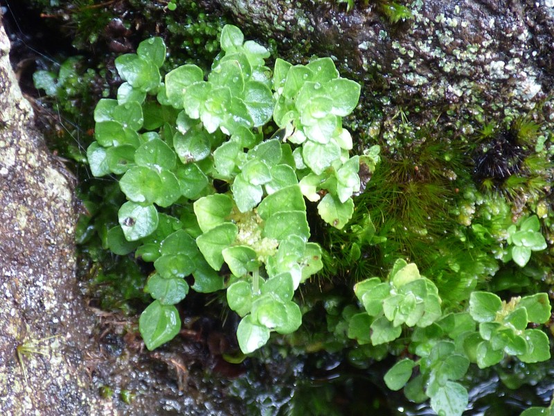 Pacific Island Clearweed photo 3