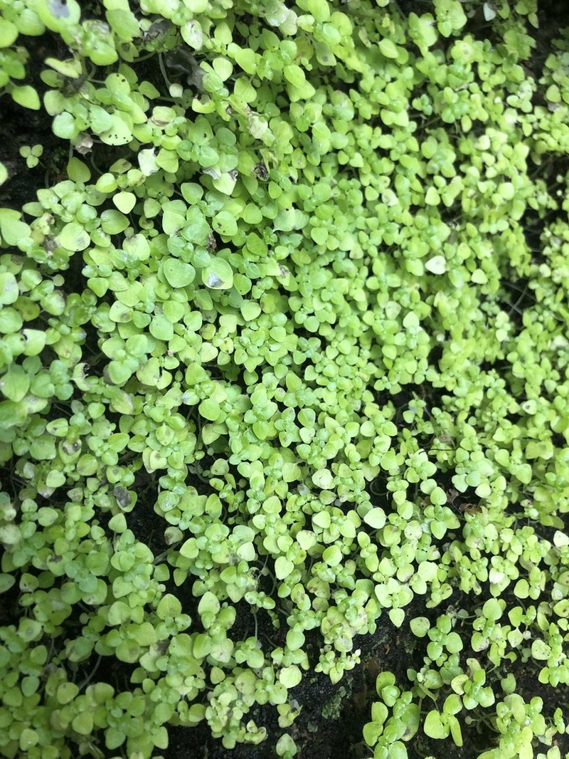 Pacific Island Clearweed