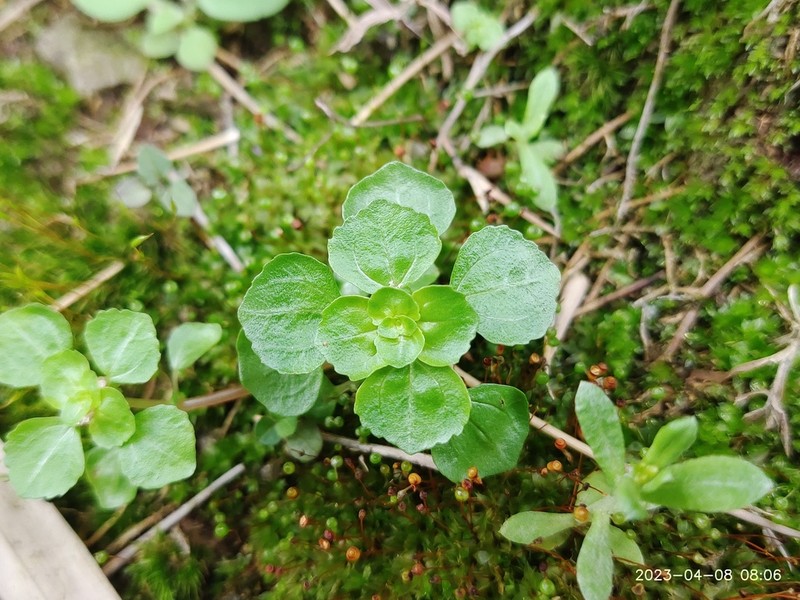Pacific Island Clearweed photo 2