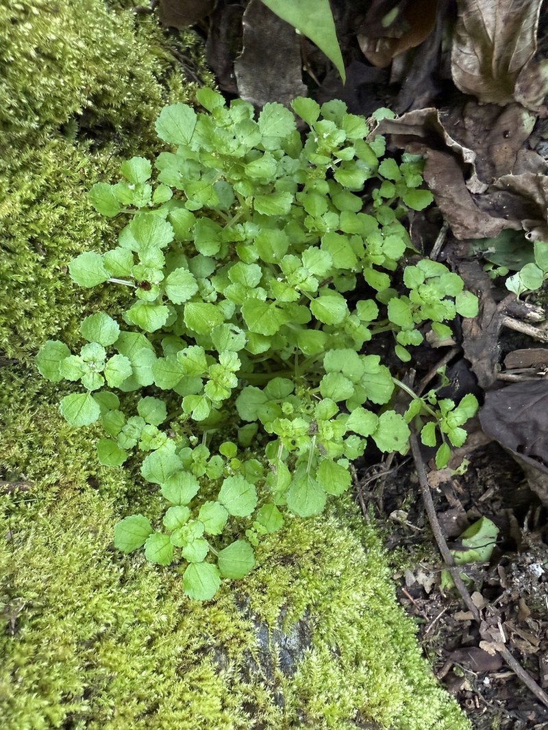 Pacific Island Clearweed photo 3
