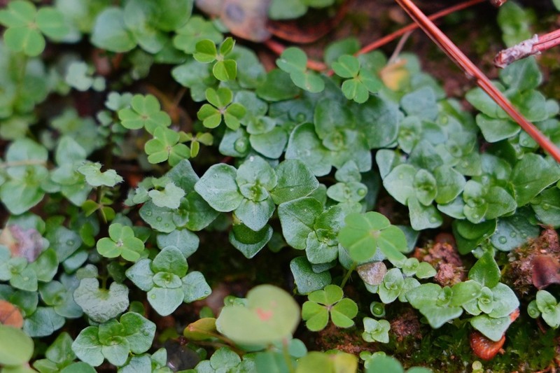 Pacific Island Clearweed photo 4
