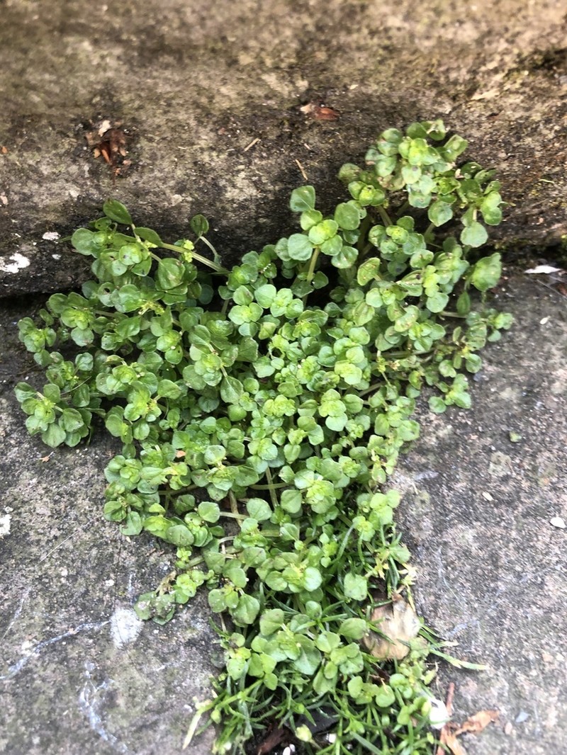 Pacific Island Clearweed photo 5
