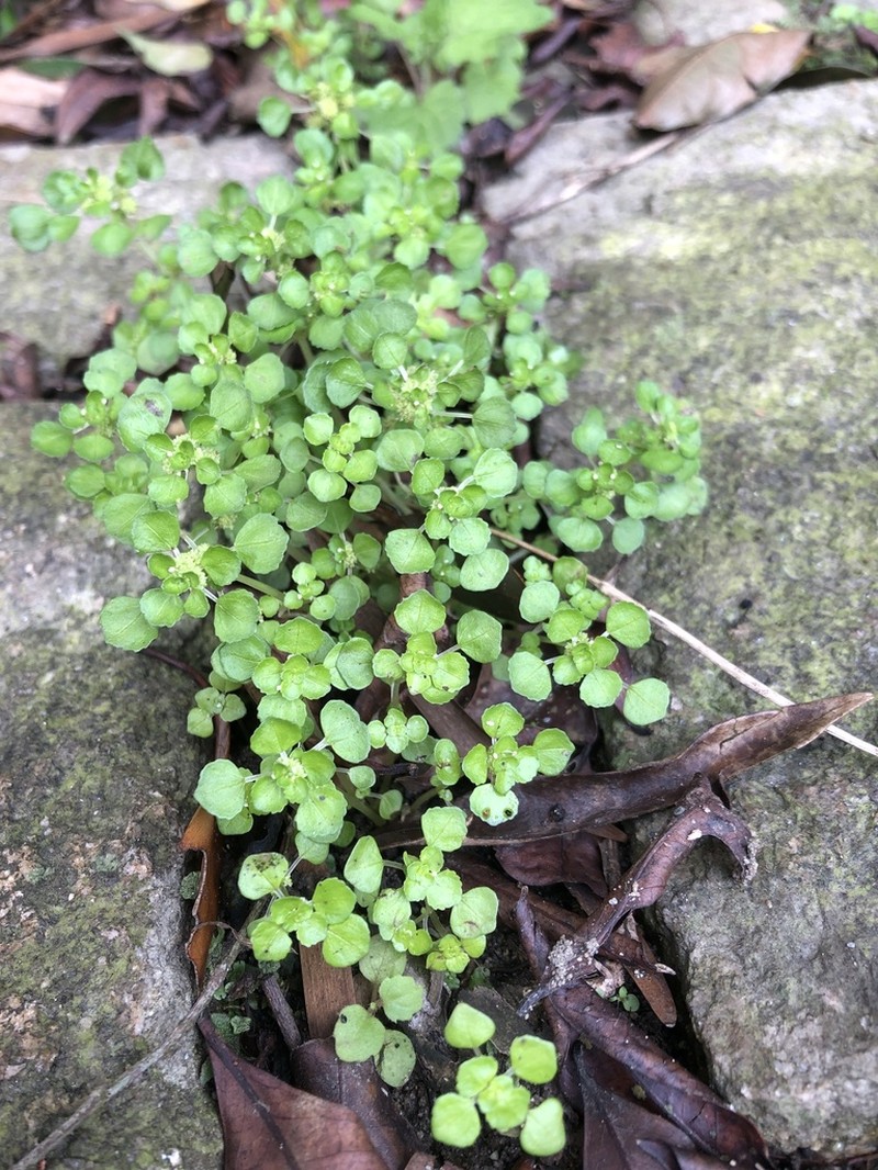 Pacific Island Clearweed photo 6