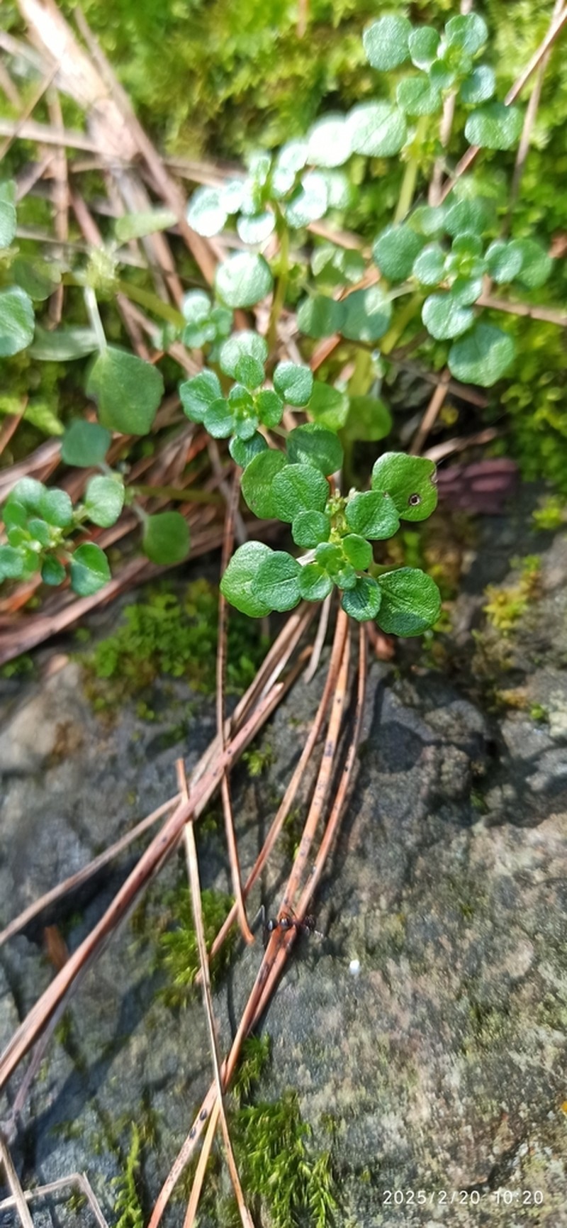 Pacific Island Clearweed photo 7