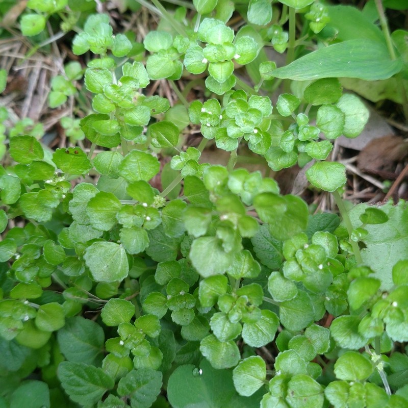 Pacific Island Clearweed photo 8