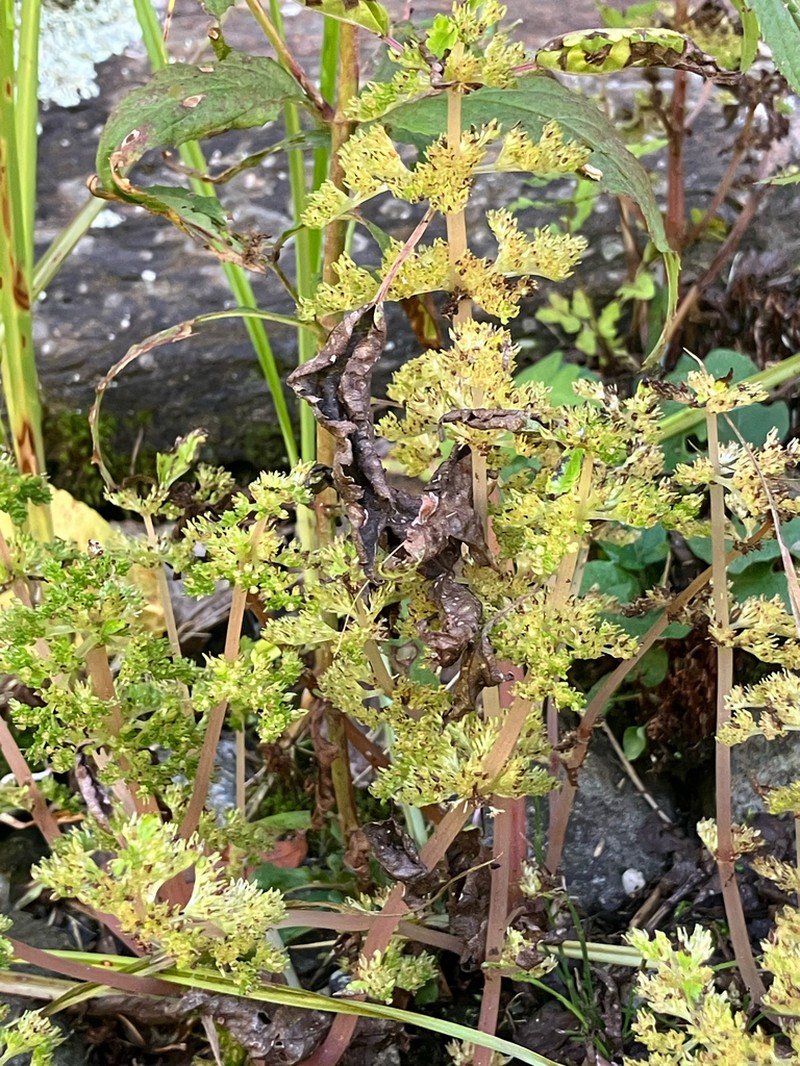 Canadian Clearweed photo 3