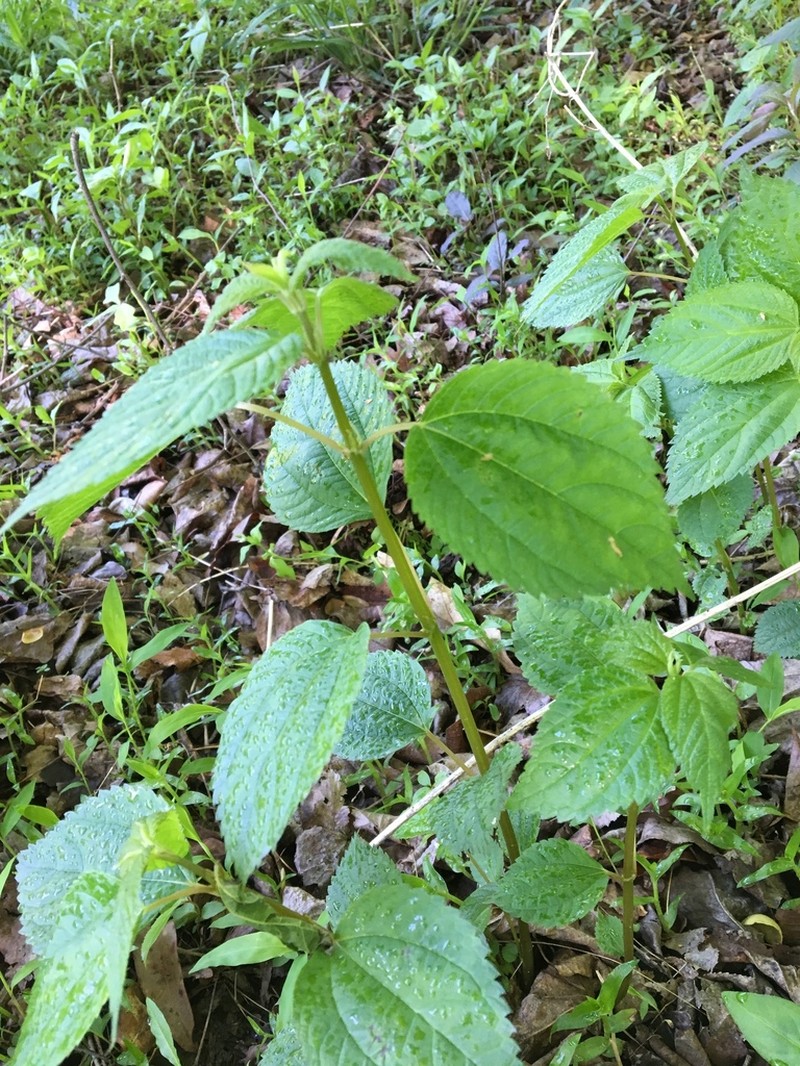 Canadian Clearweed photo 4