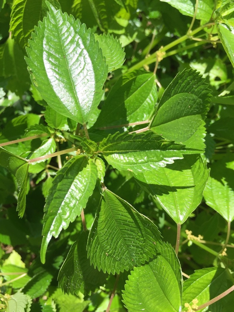 Canadian Clearweed photo 5