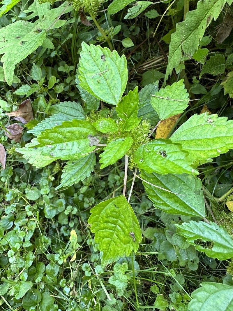 Canadian Clearweed photo 6