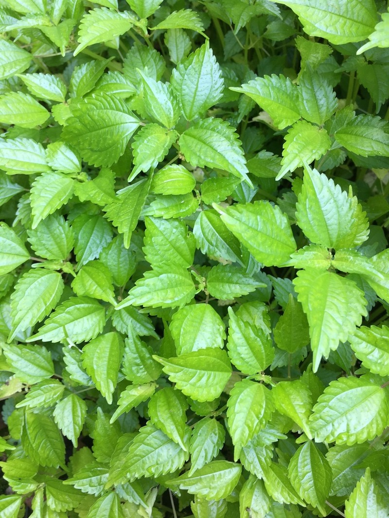 Canadian Clearweed photo 7