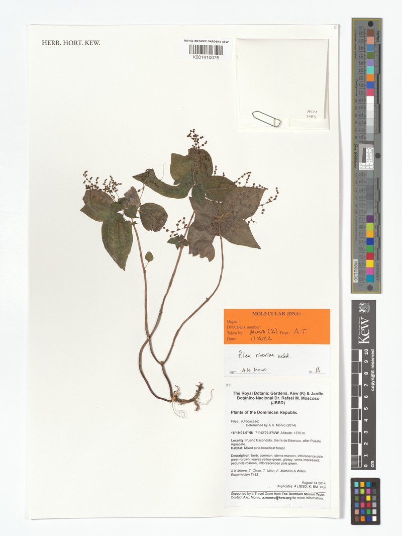 Antilles Clearweed