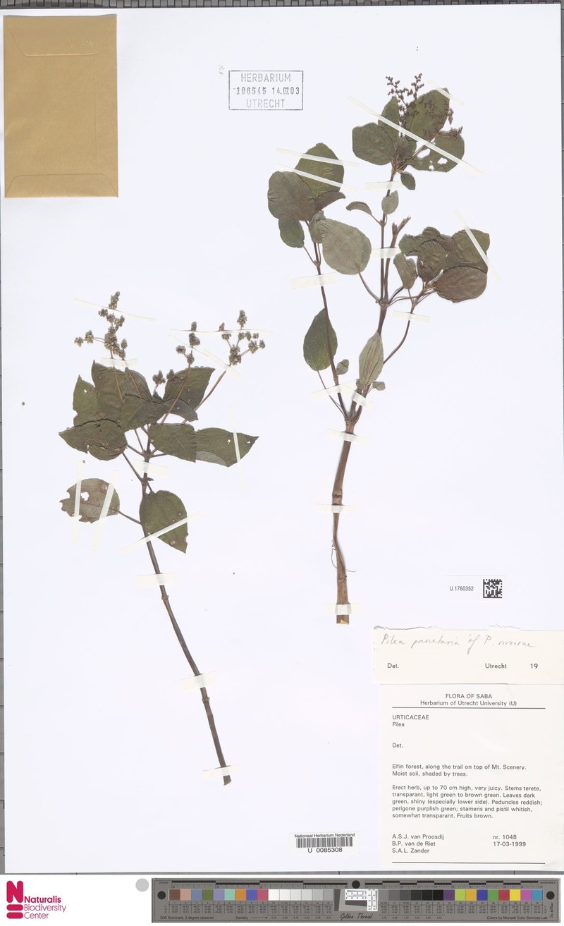 Antilles Clearweed photo 2