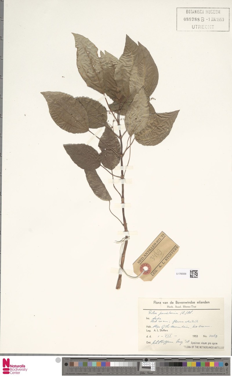 Antilles Clearweed photo 4