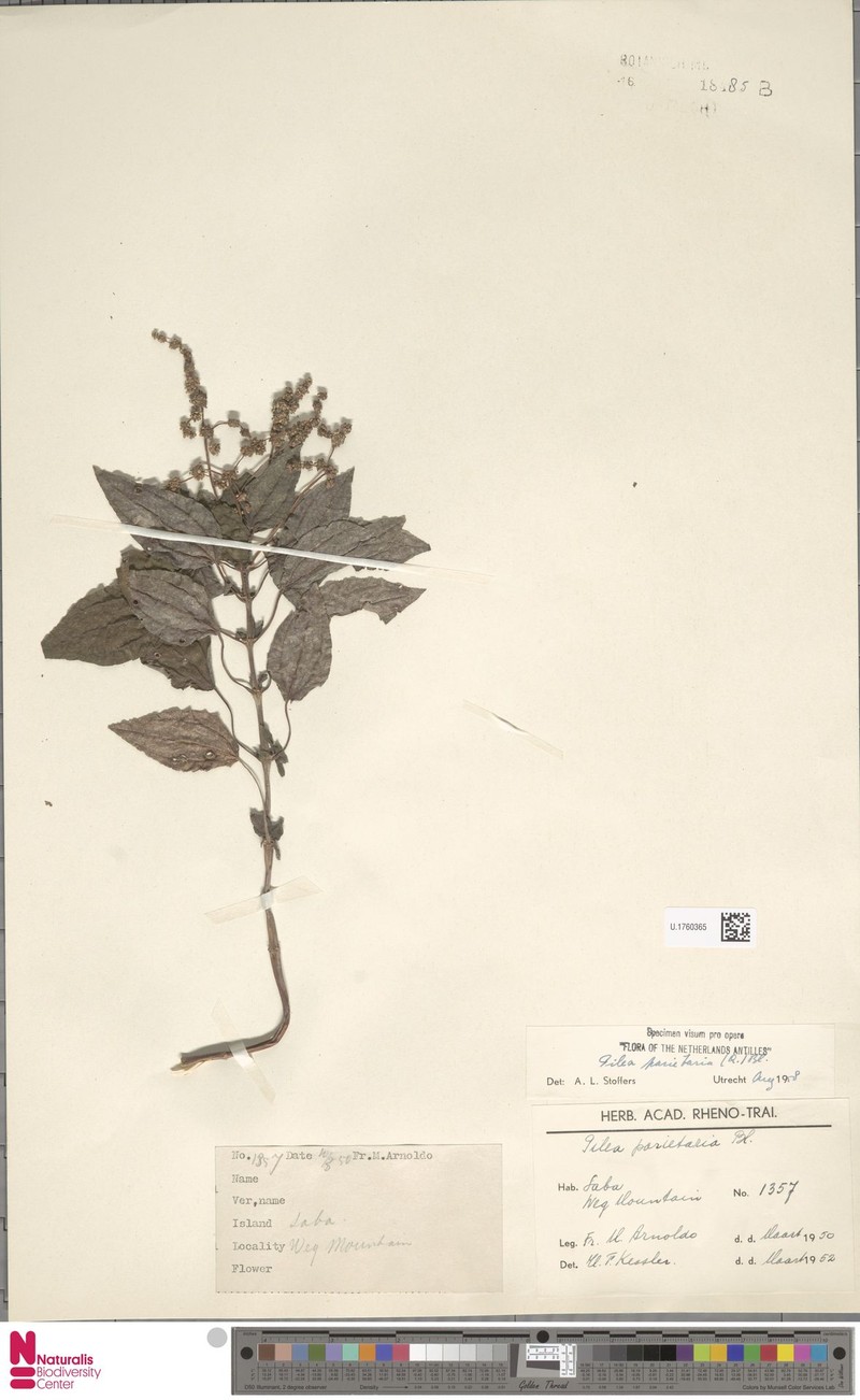 Antilles Clearweed photo 6