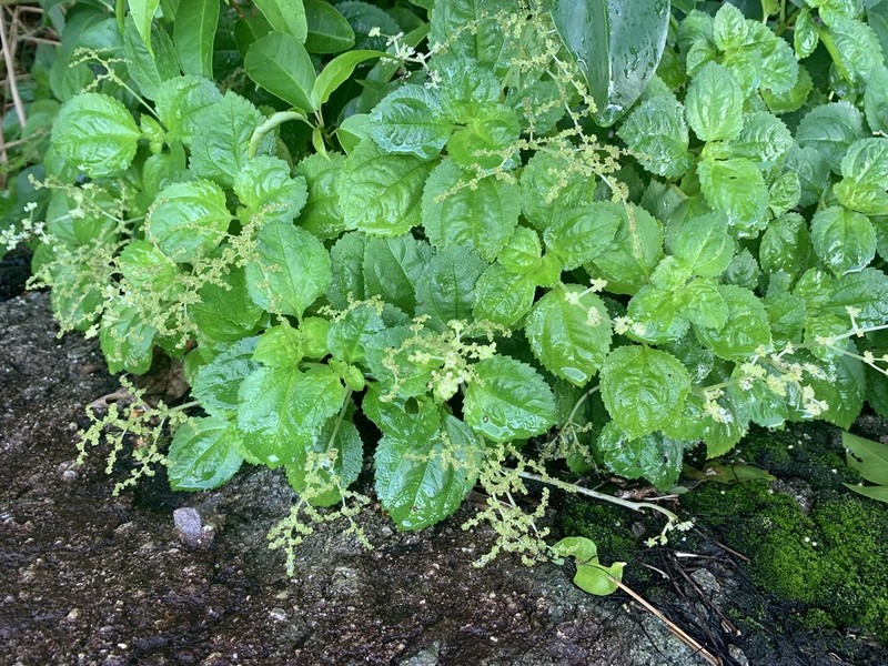 Virgin Island Clearweed