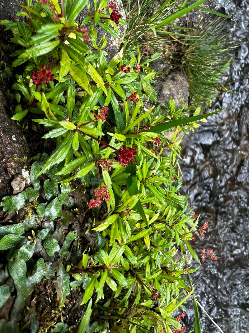 Cliffside Clearweed