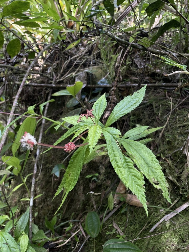 Cliffside Clearweed photo 6
