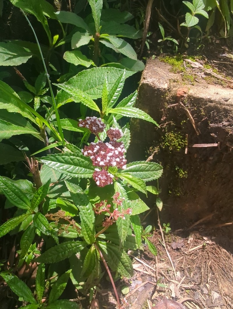 Cliffside Clearweed photo 7