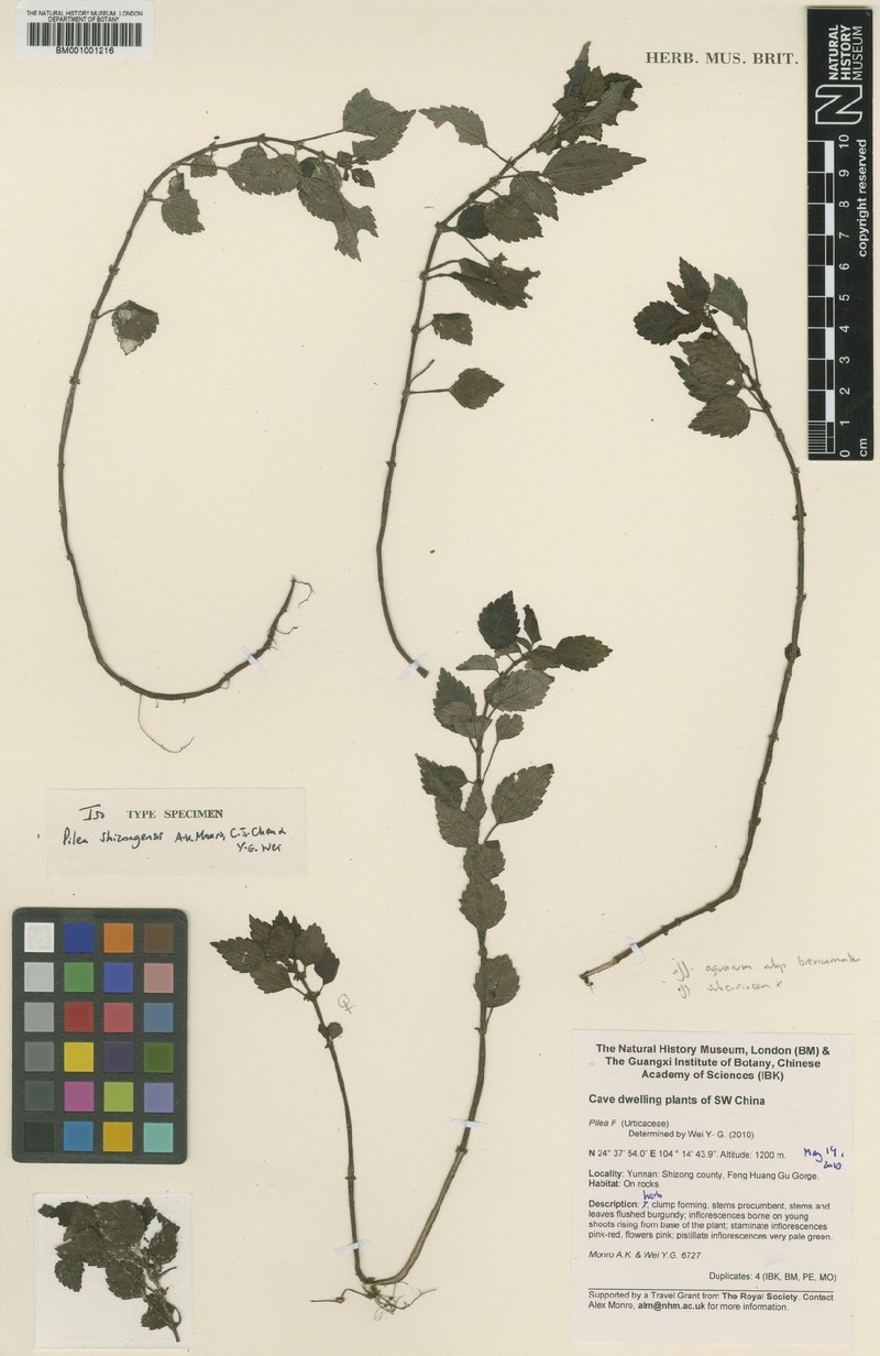 Pilea shizongensis