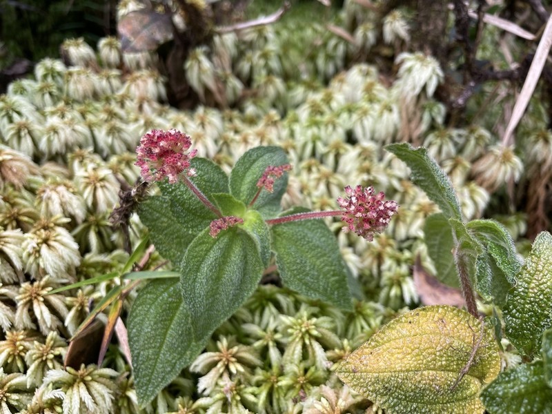 Mountain Clearweed