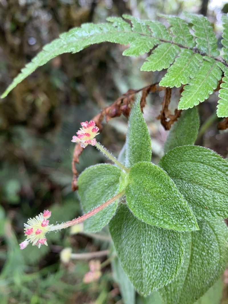 Mountain Clearweed photo 2
