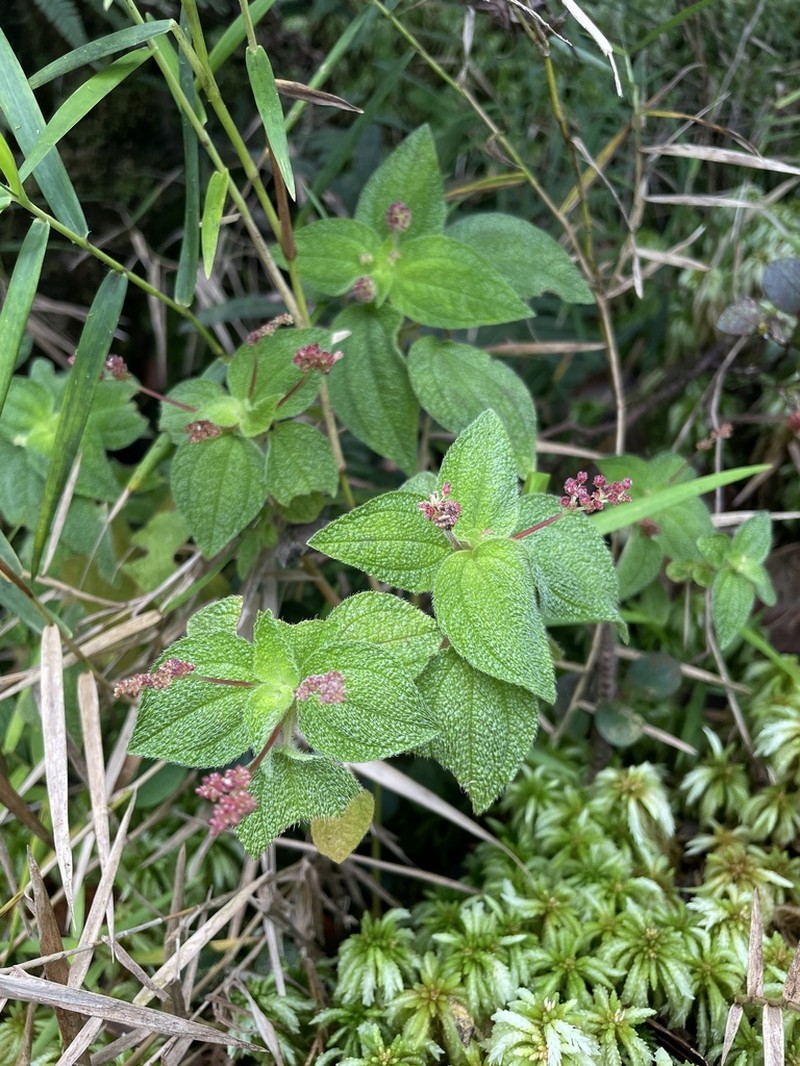 Mountain Clearweed photo 3