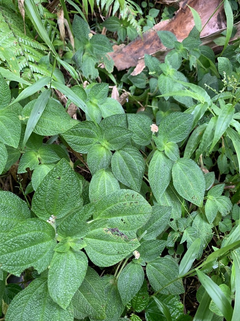 Mountain Clearweed photo 4
