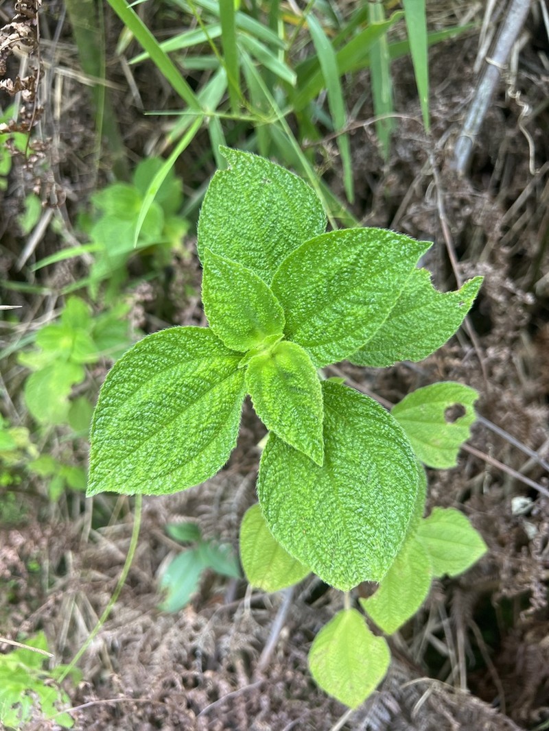Mountain Clearweed photo 5