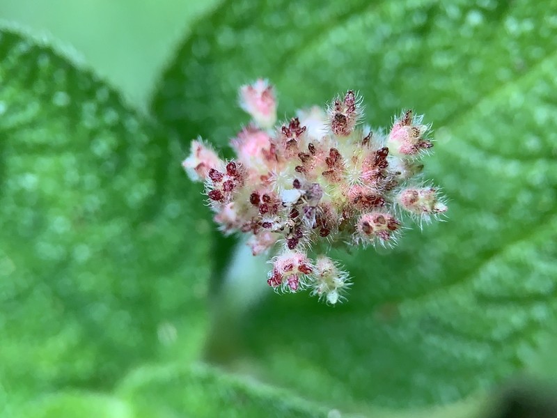 Mountain Clearweed photo 6