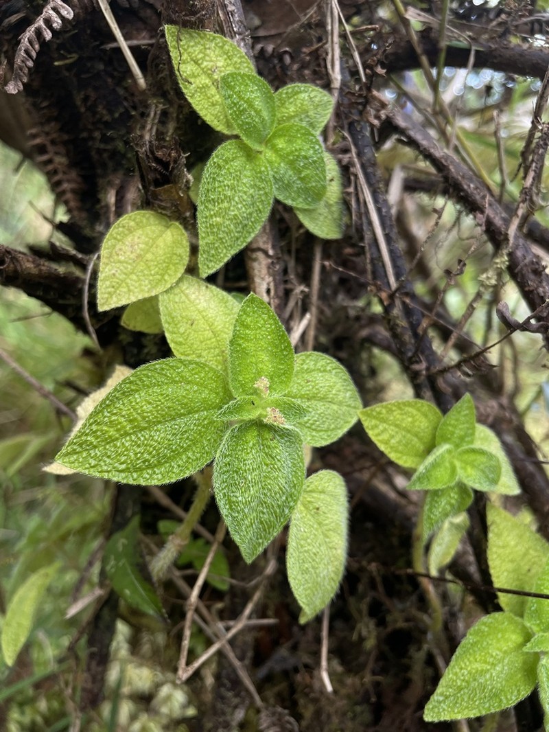 Mountain Clearweed photo 7