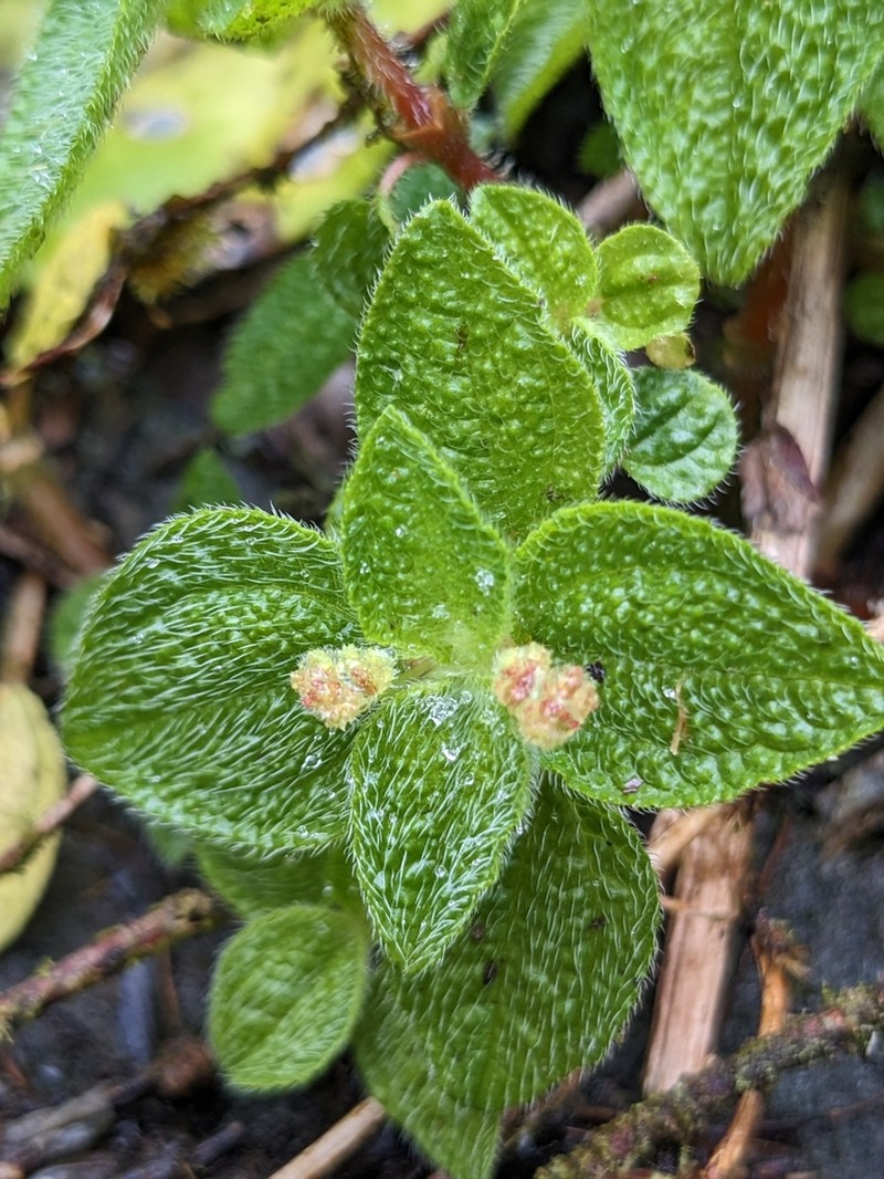 Mountain Clearweed photo 8