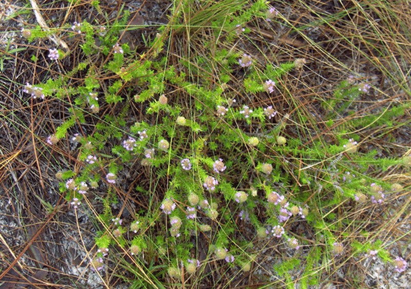 Wild Pennyroyal