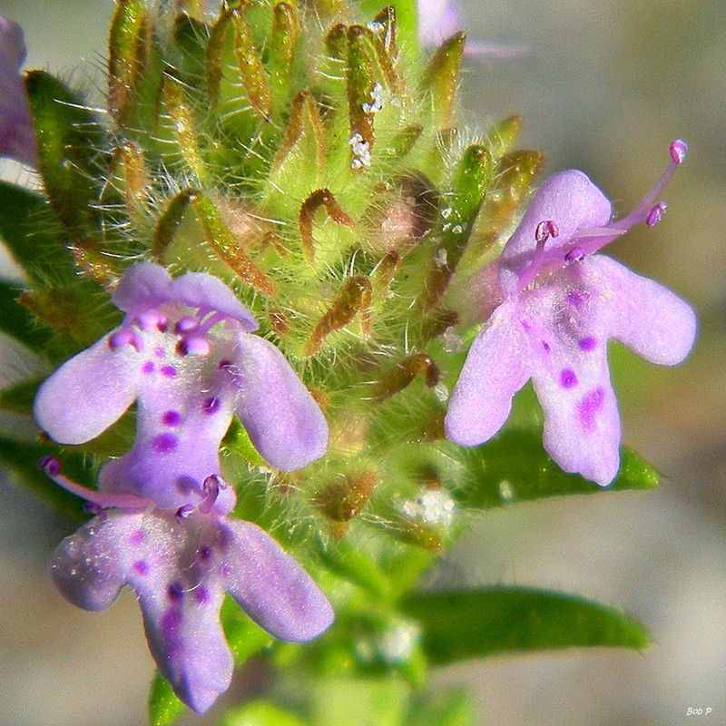 Wild Pennyroyal photo 2
