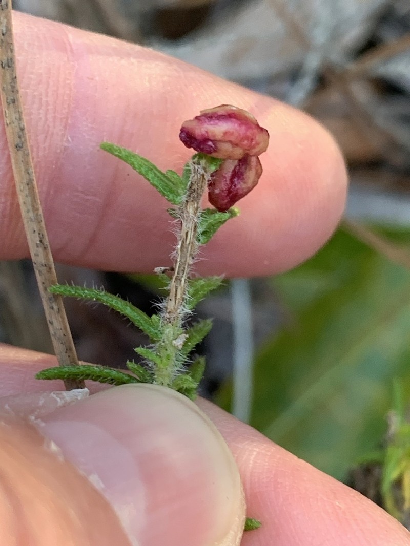 Wild Pennyroyal photo 3