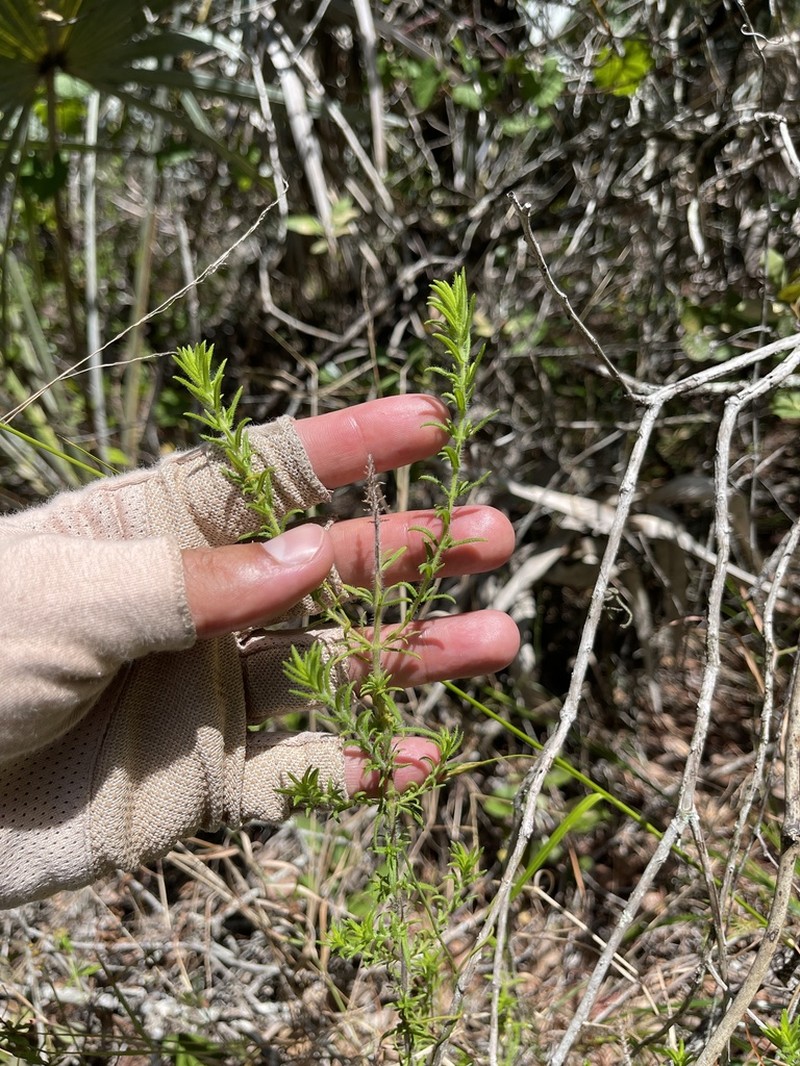 Wild Pennyroyal photo 4