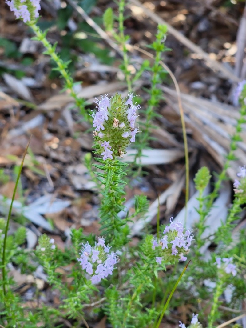 Wild Pennyroyal photo 5