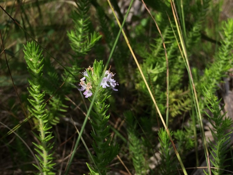 Wild Pennyroyal photo 6