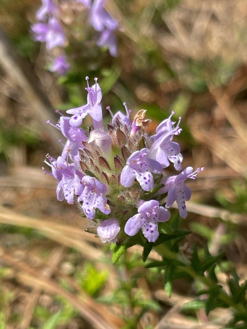 Wild Pennyroyal photo 7