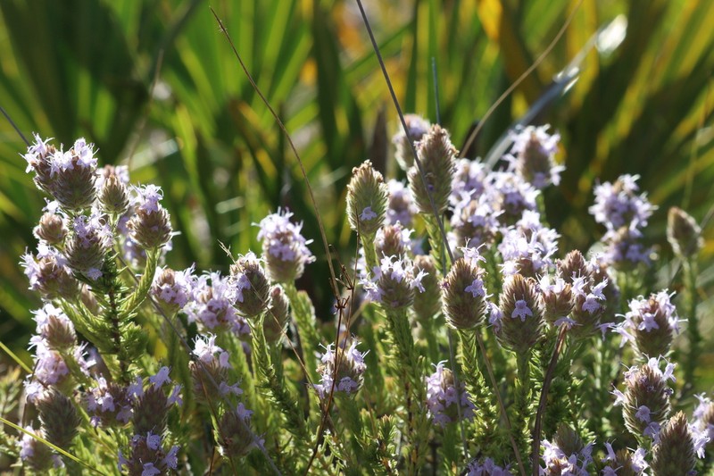 Wild Pennyroyal photo 8
