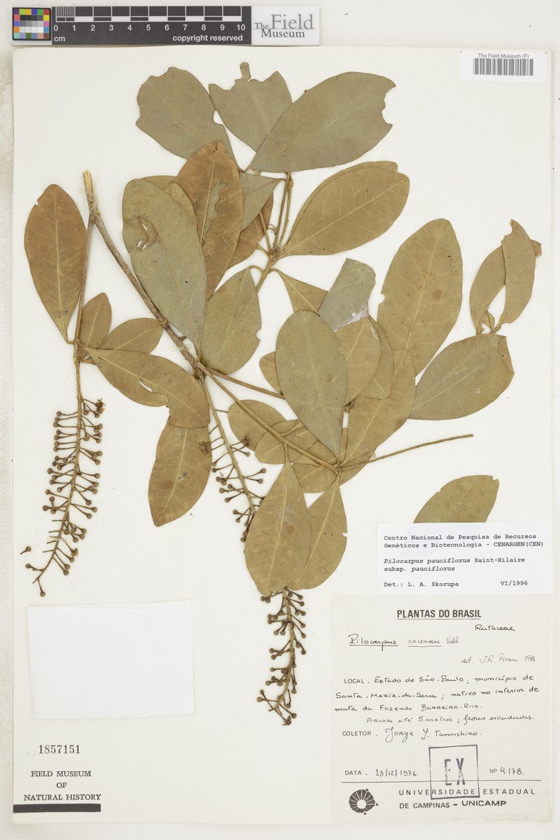 Pilocarpus pauciflorus subsp. pauciflorus