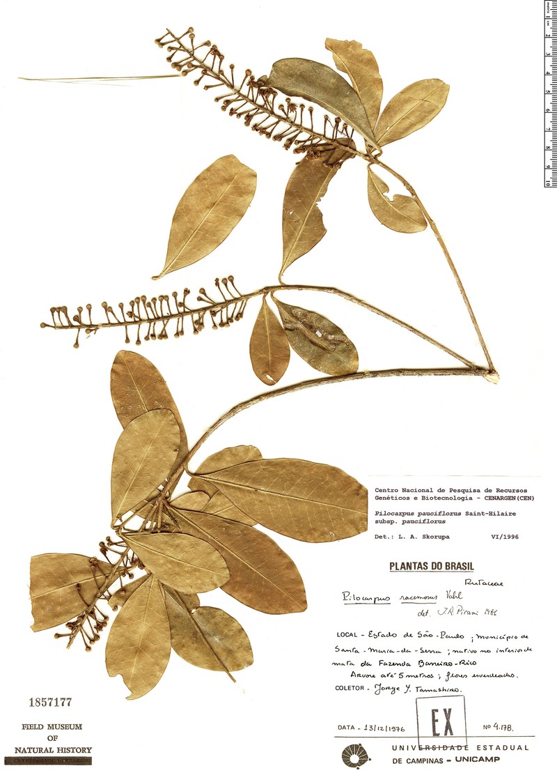 Pilocarpus pauciflorus subsp. pauciflorus photo 2