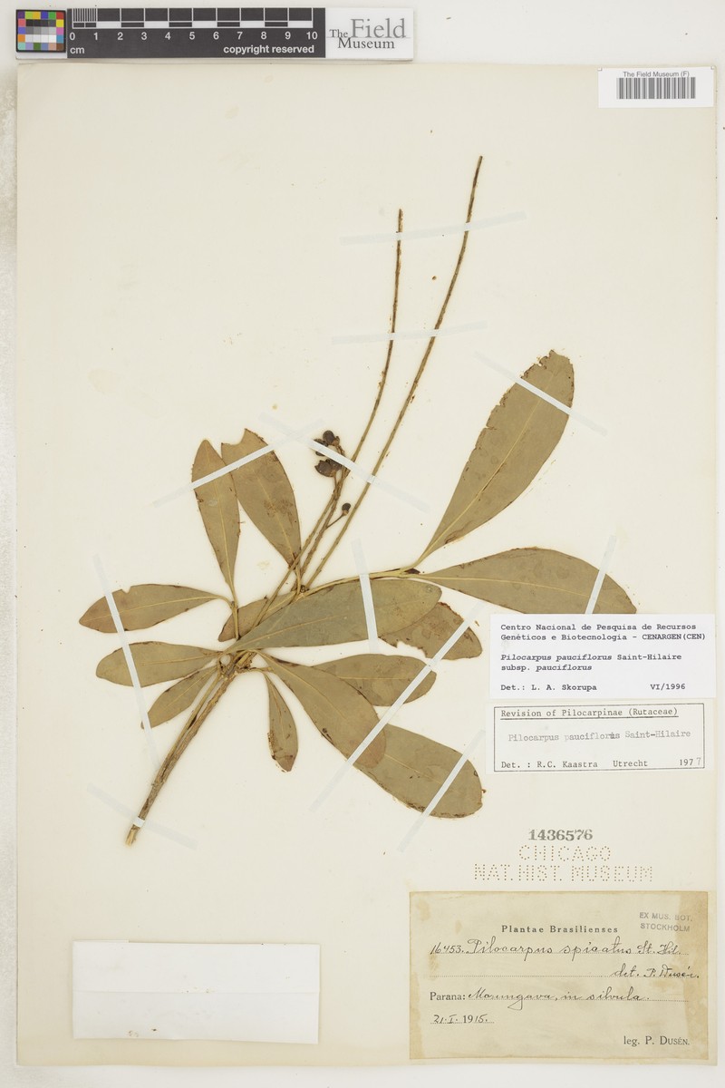 Pilocarpus pauciflorus subsp. pauciflorus photo 3